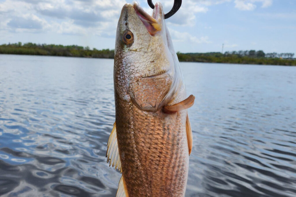 INSHORE-redfish