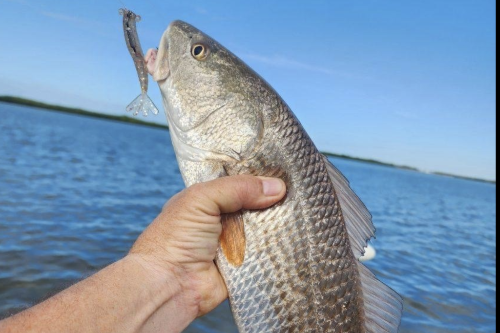 INSHORE-redfish1