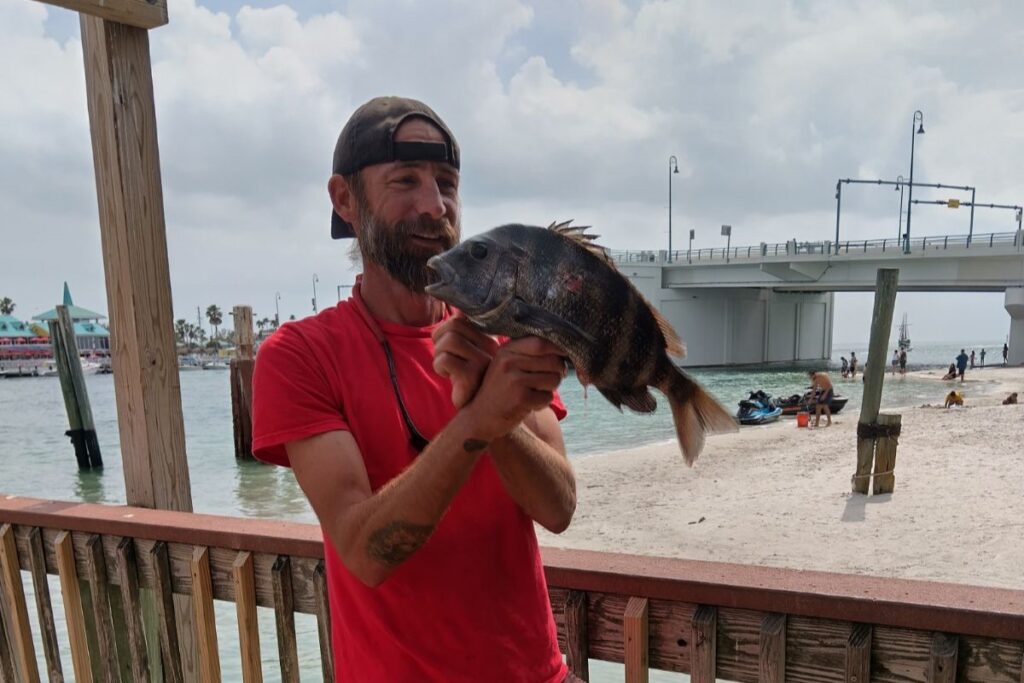 INSHORE - sheepshead