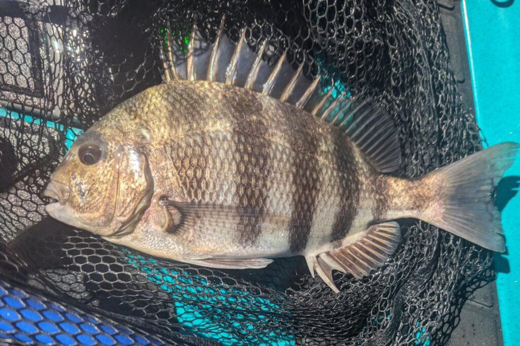 INSHORE - sheepshead (2)