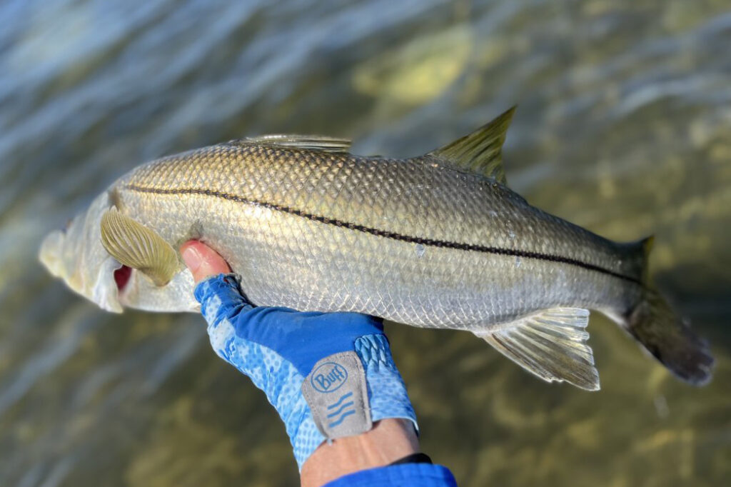 INSHORE-snook2