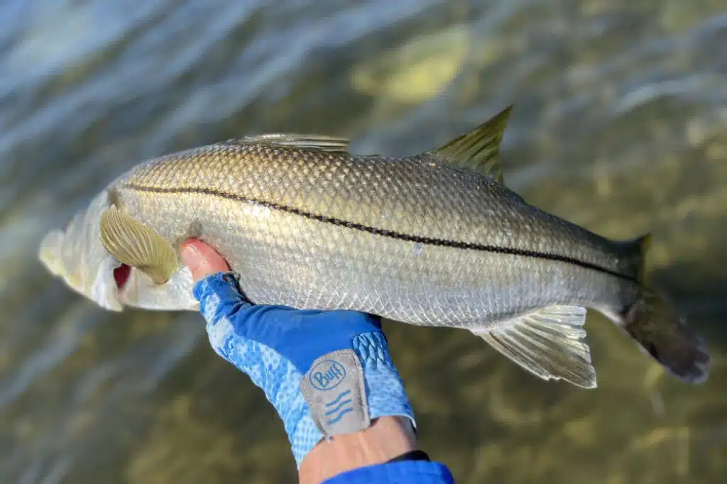 HM Fishing Report 3-1-24 | Hubbards Marina | Deep Sea Fishing | Dolphin ...