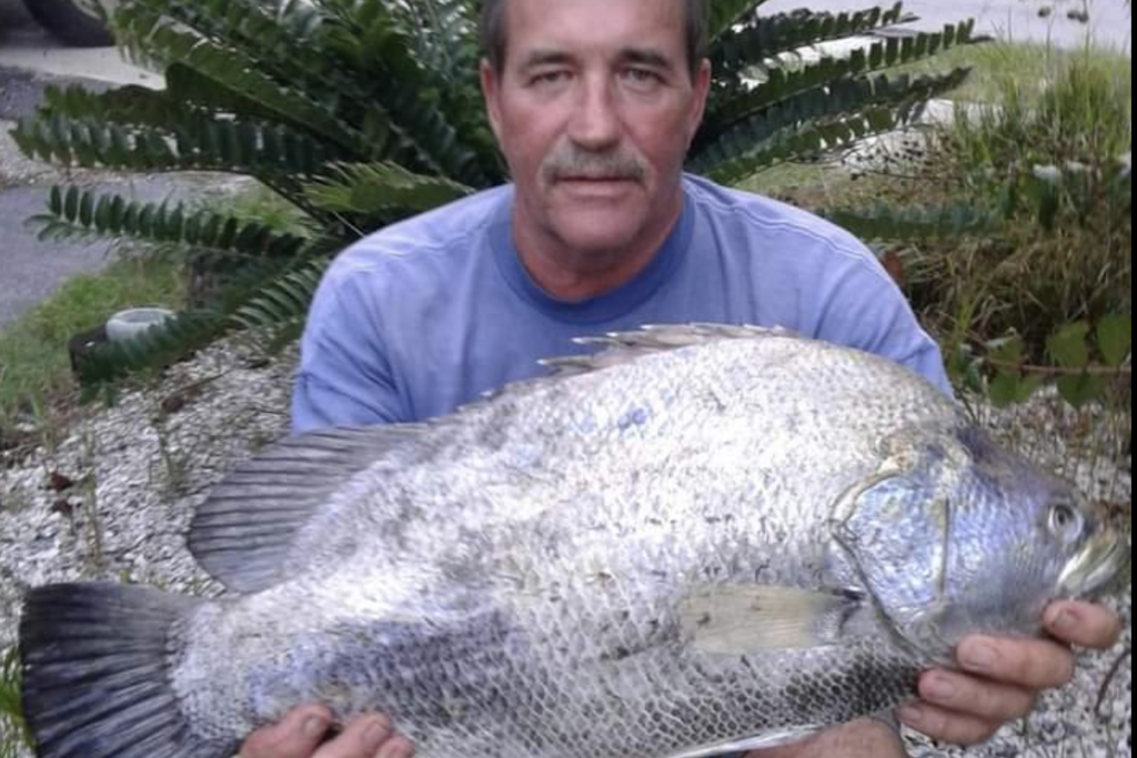 INSHORE-tripletail