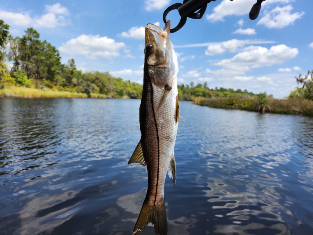 INSHORE-trout