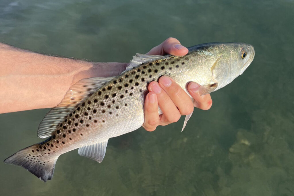 INSHORE-trout2