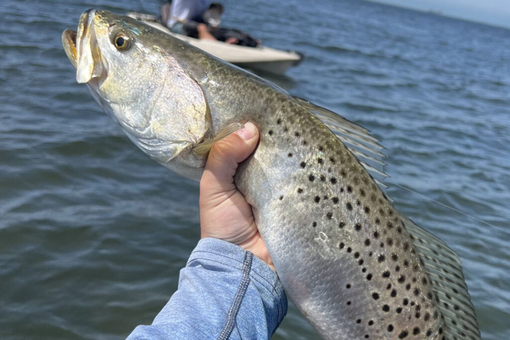 INSHORE-trout5