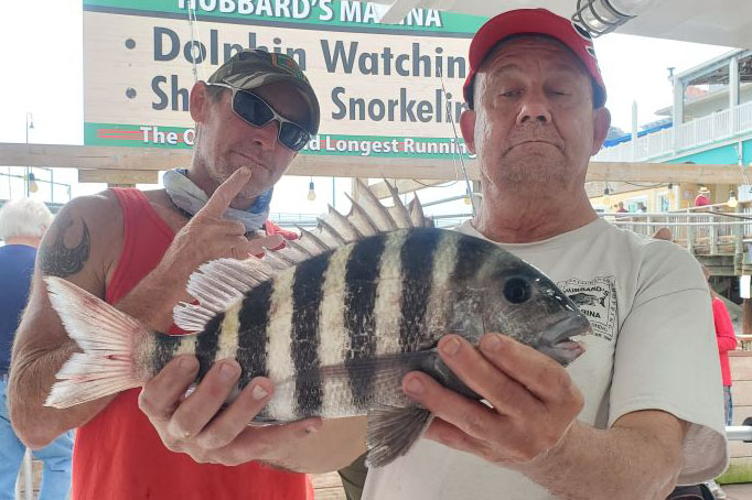 Inshore Fishing Report - Sheepshead - Hubbards Marina (2)