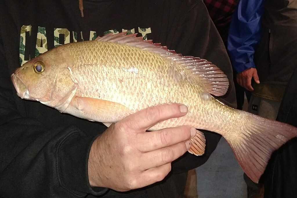 NEAR SHORE & OFFSHORE - mangrove snapper (8)