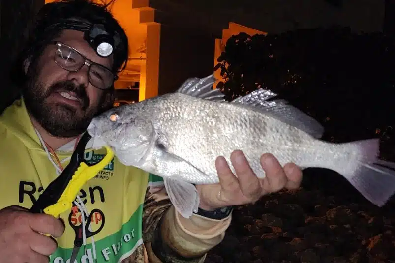 INSHORE-blackdrum