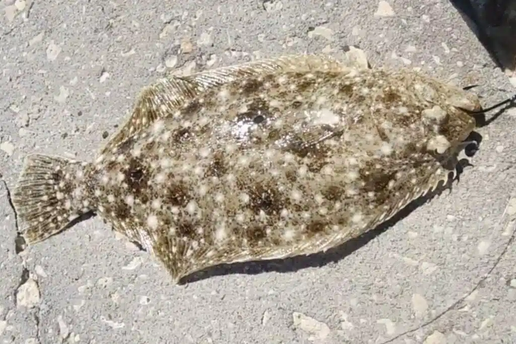 INSHORE-flounder