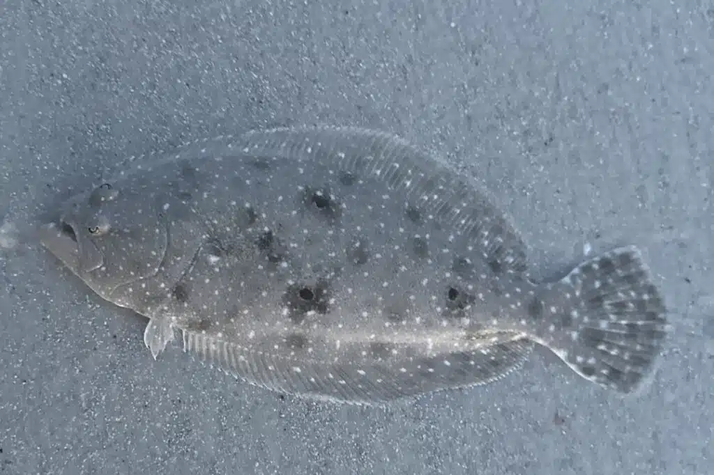 INSHORE-flounder3