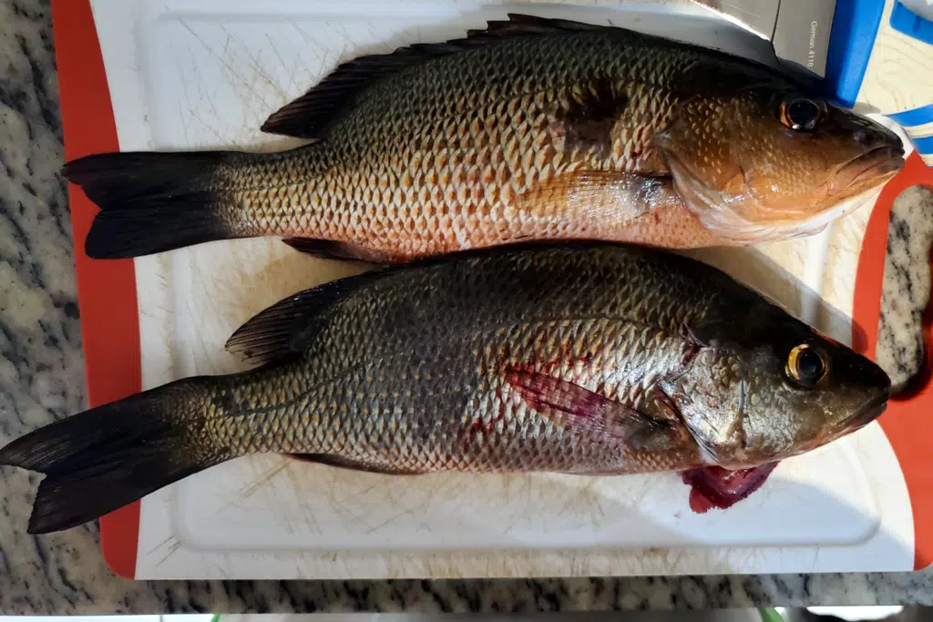 INSHORE-mangrovesnapper