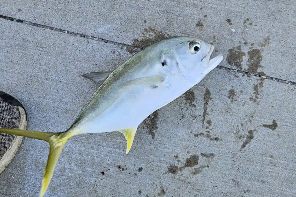 INSHORE-pompano