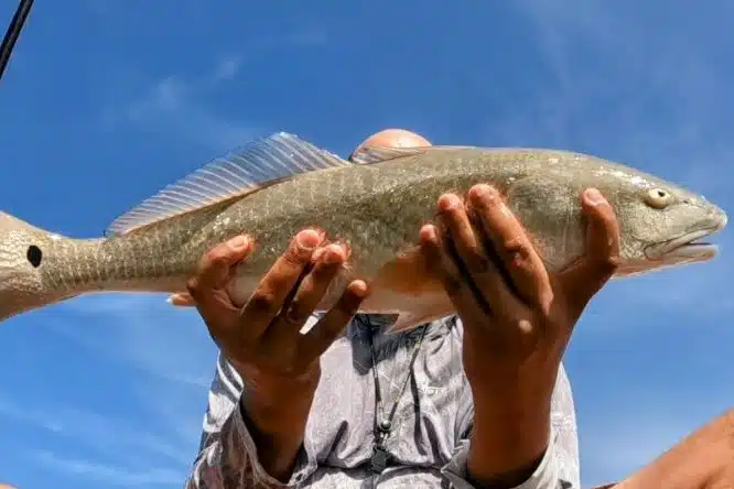 INSHORE - redfish (3)