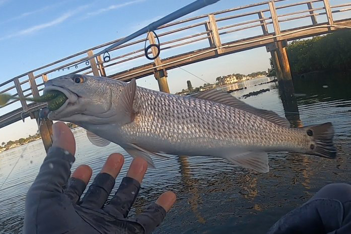 INSHORE-redfish2