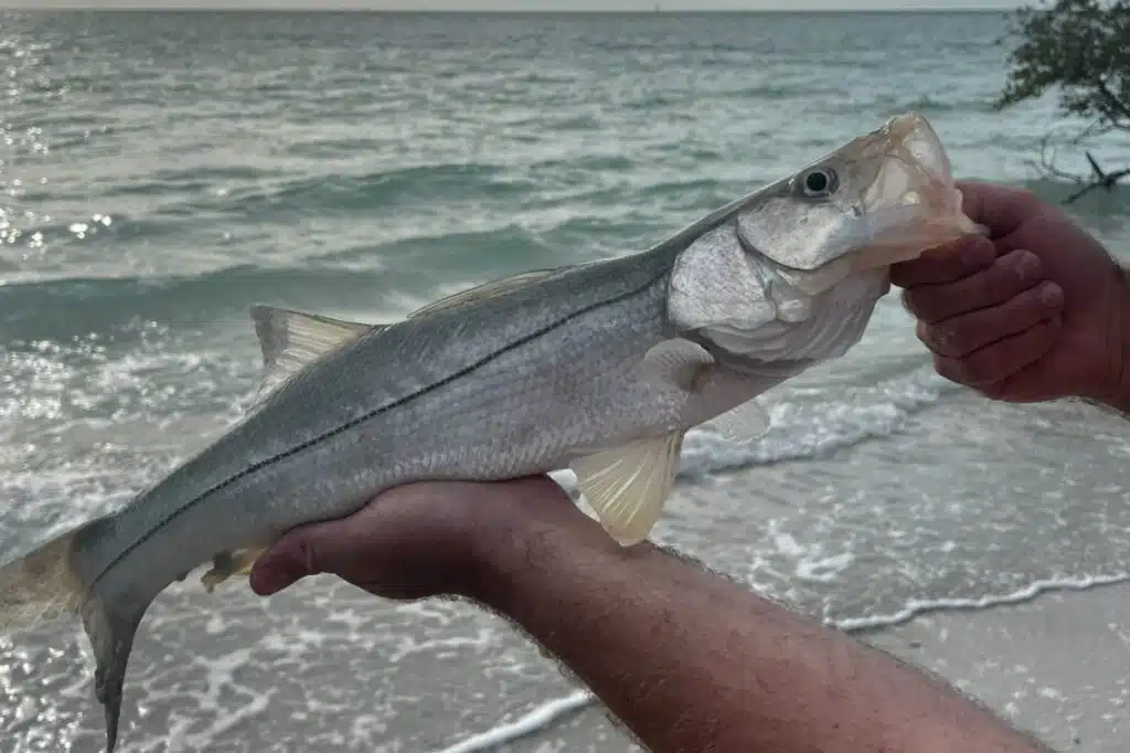 INSHORE-snook