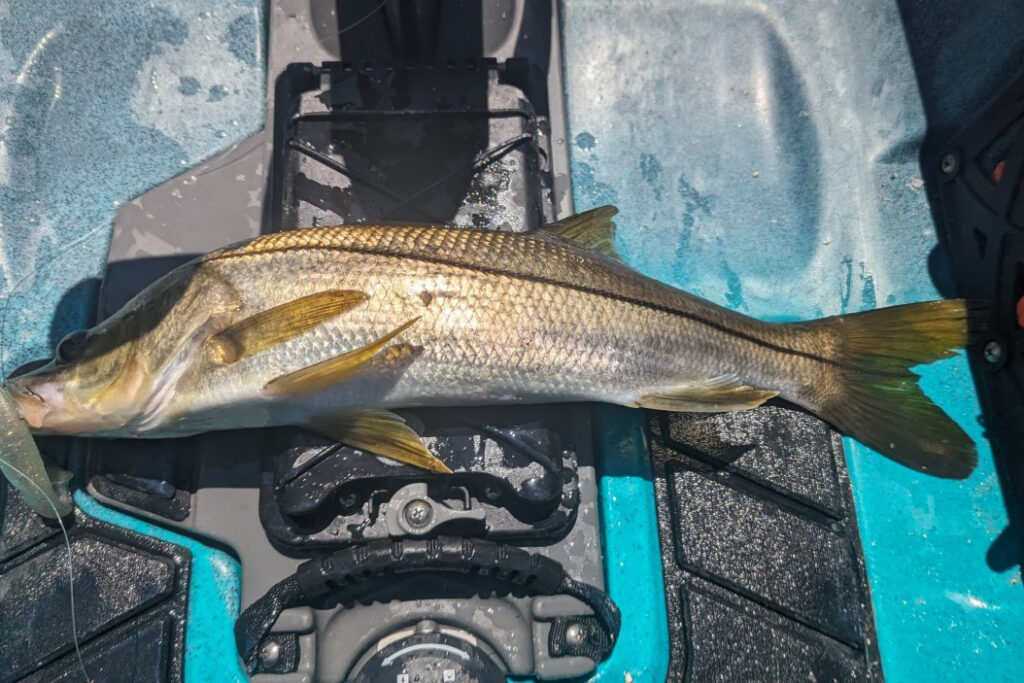 INSHORE-snook