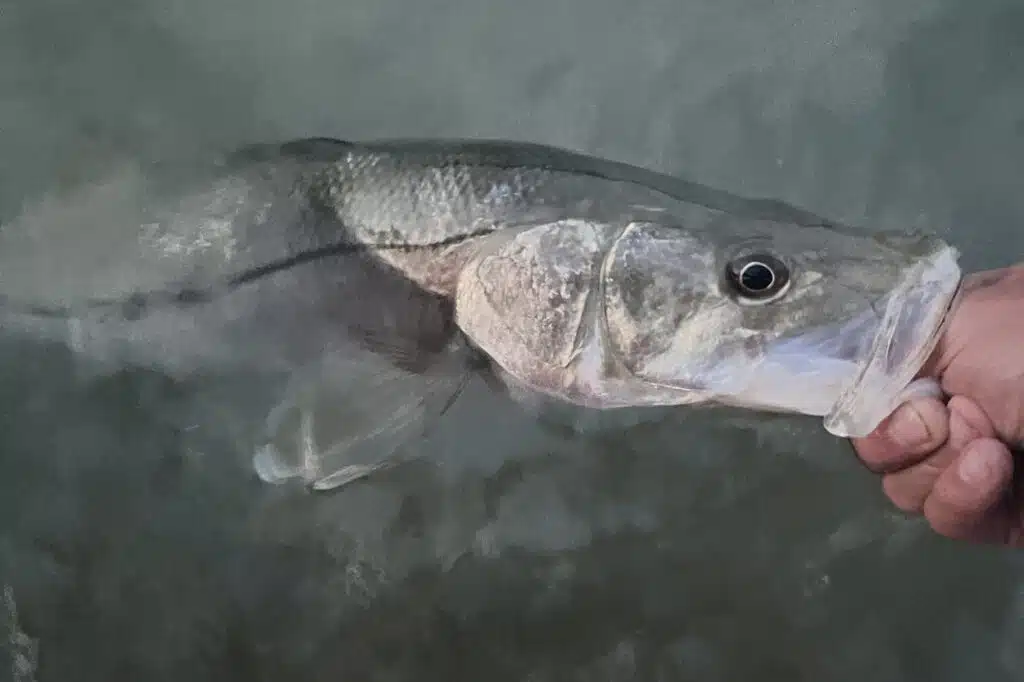 INSHORE-snook2