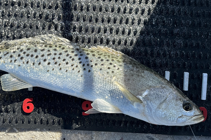 INSHORE-trout2