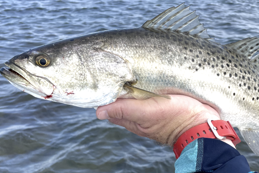 INSHORE-trout3