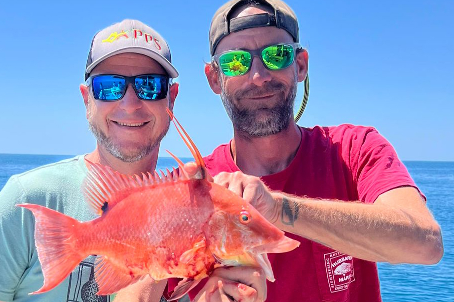 NEARSHORE-hogfish