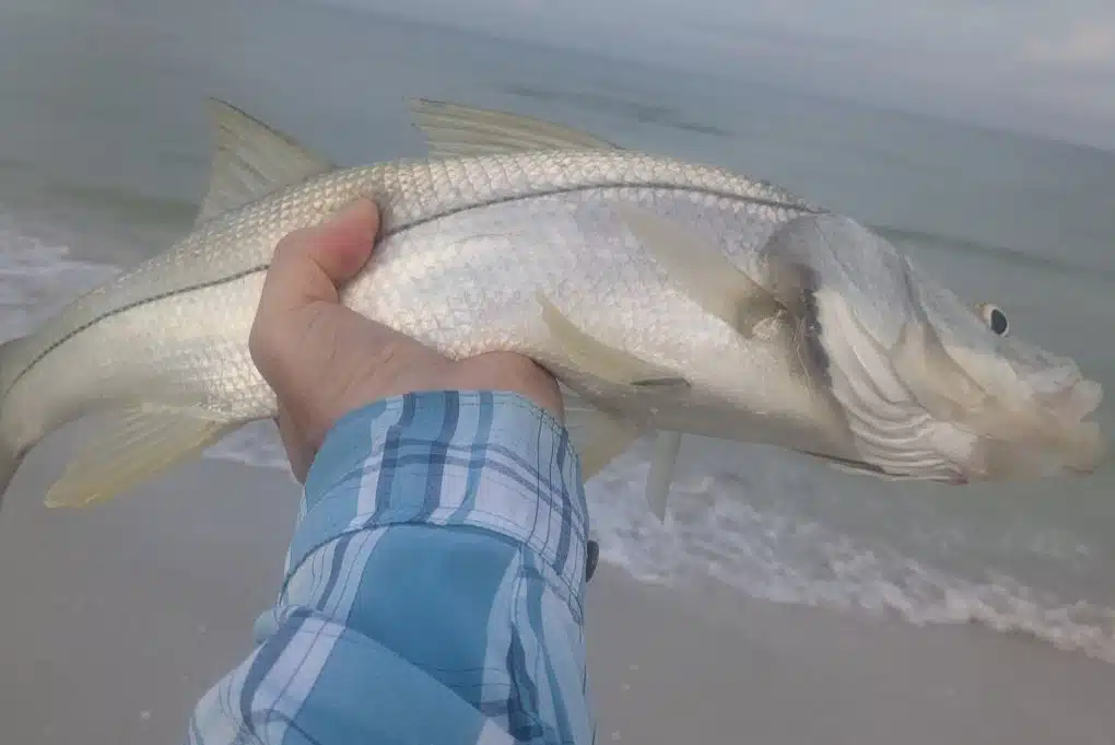 INSHORE-snook4