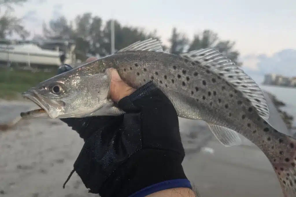 INSHORE-trout2
