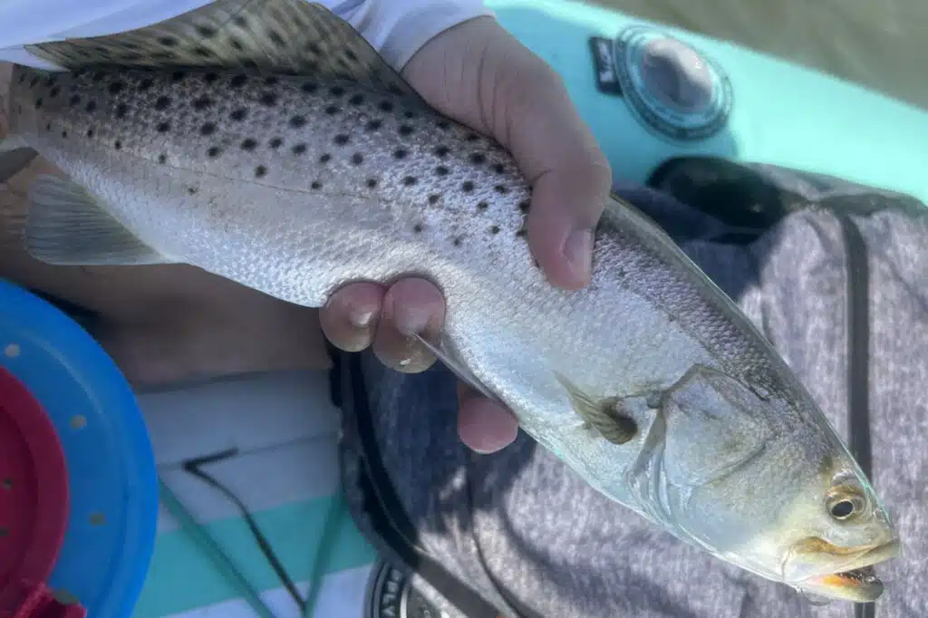 INSHORE-trout5