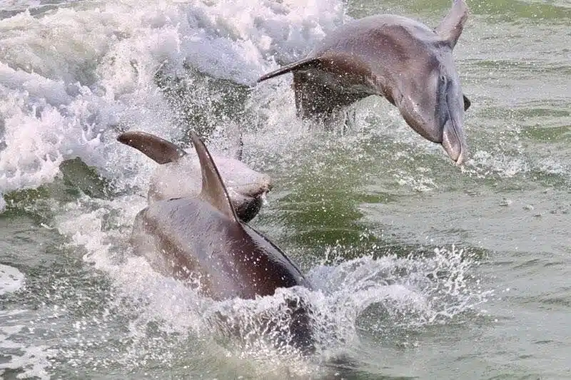 dolphins jumping in waves on hubbards marina dolphin watching tours in john's pass madeira beach fl
