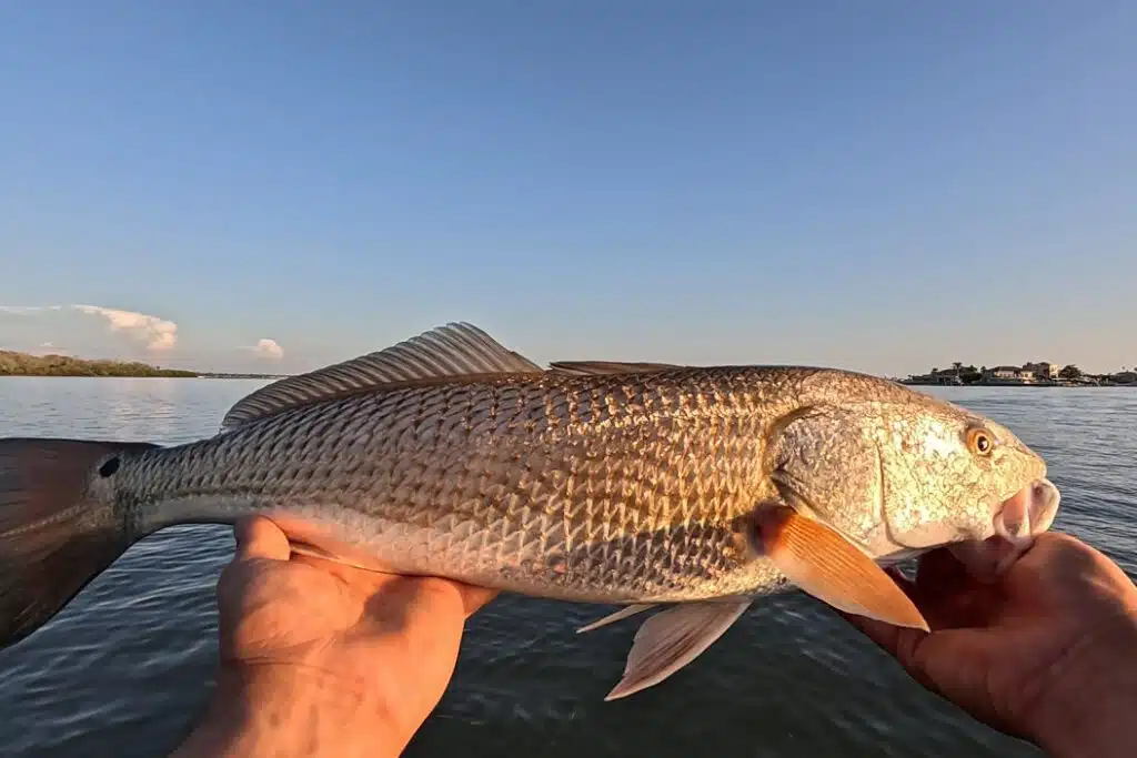 INSHORE-redfish