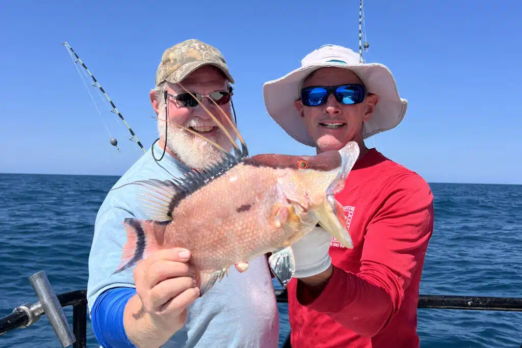 NEARSHORE-hogfish (3)