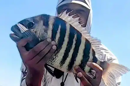 NEARSHORE-sheepshead (1)