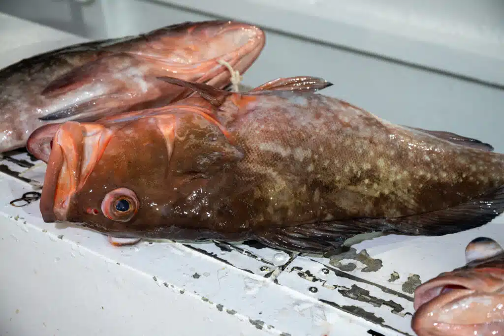 OFFSHORE-redgrouper (5)