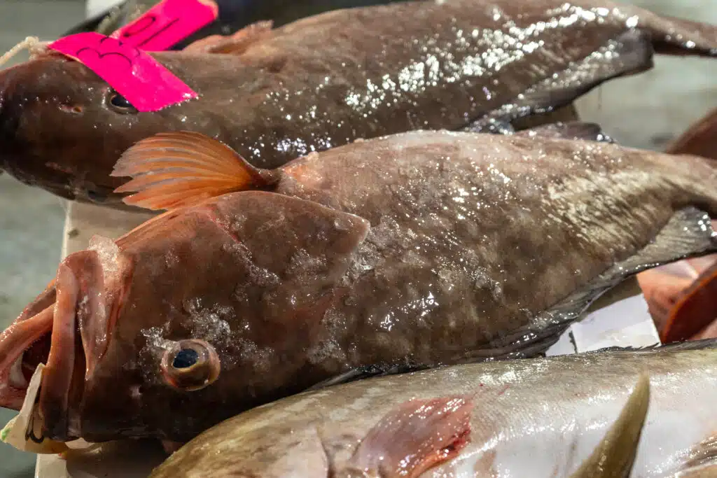 OFFSHORE-redgrouper (6)