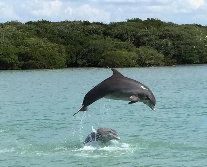 dolphins jumping and playing in johns pass madeira beach fl
