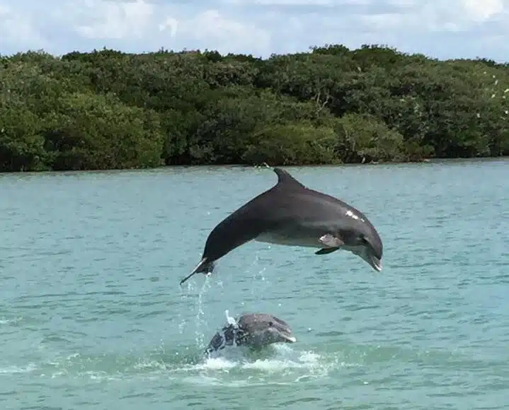 dolphins jumping and playing in johns pass madeira beach fl