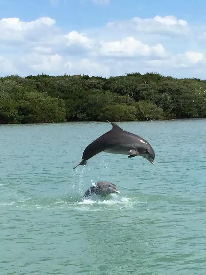 dolphins jumping and playing in johns pass madeira beach fl