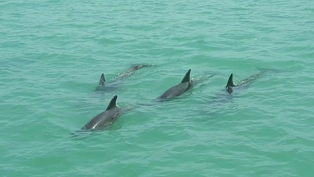 dolphins swimming during hubbards marina dolphin watching cruise in maderia beach fl