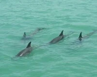 dolphins swimming during hubbards marina dolphin watching cruise in maderia beach fl
