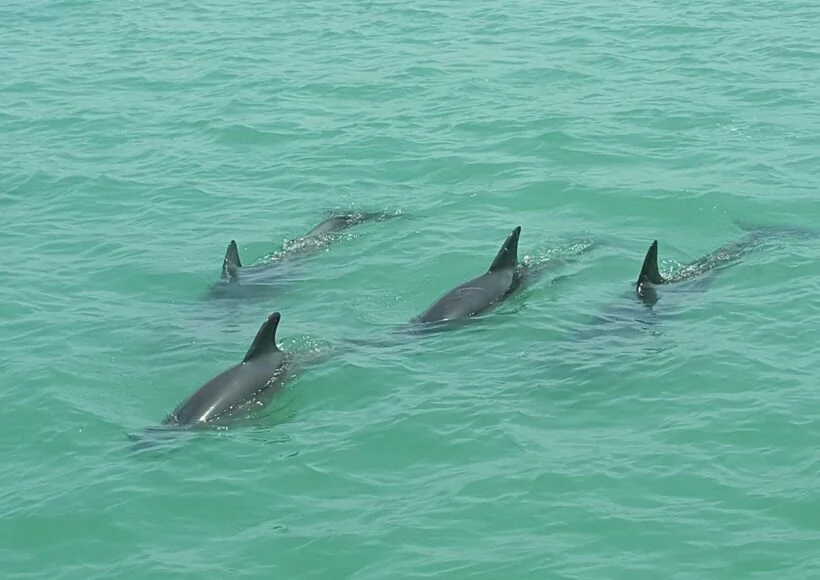 dolphins swimming during hubbards marina dolphin watching cruise in maderia beach fl
