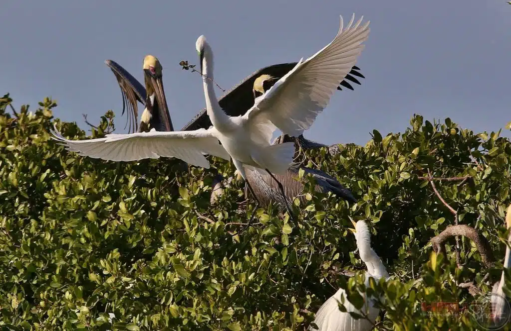 native birds spotted on hubbards marina dolphin watching cruise in johns pass fl
