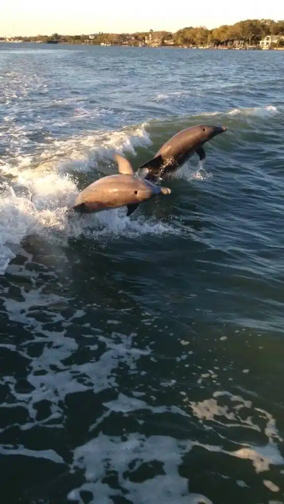 Dolphins playing in wake made from Hubbard's Marina Dolphin watching cruises in John's Pass Madeira Beach FL