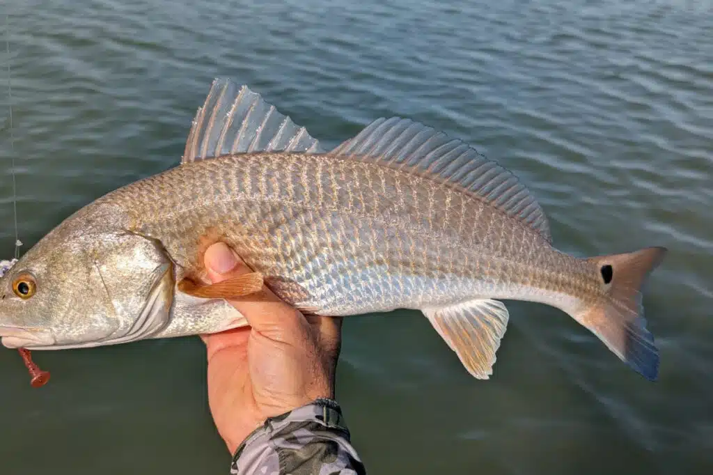 INSHORE-redfish