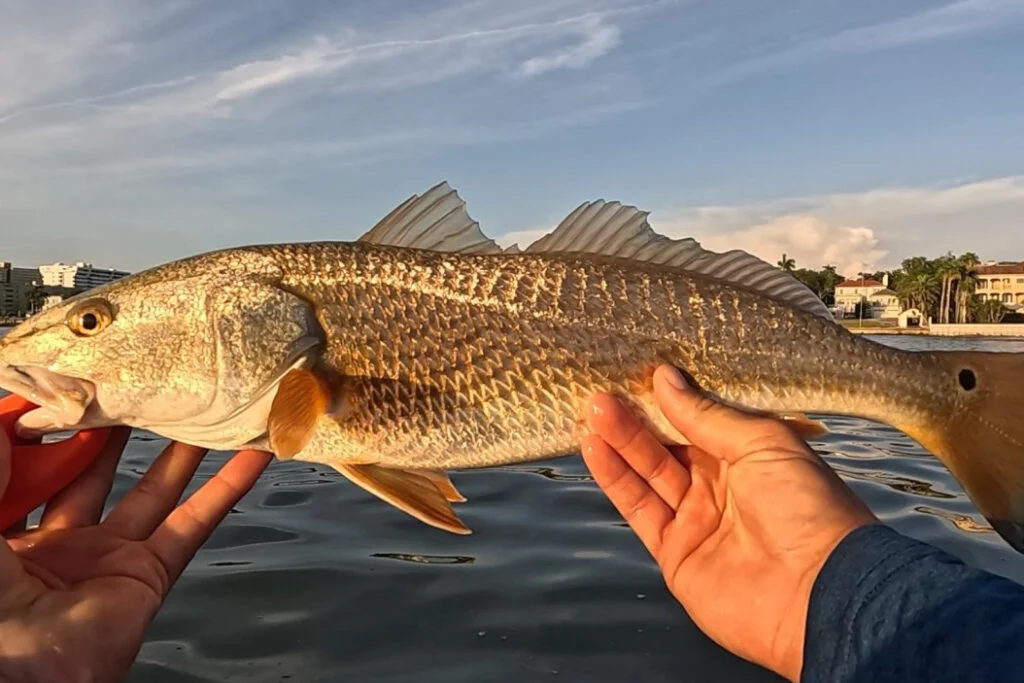 INSHORE-redfish