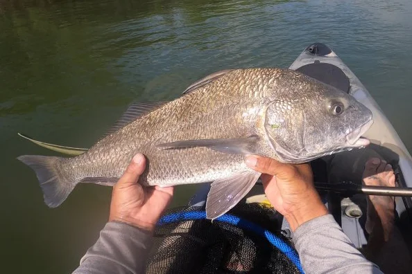 INSHORE-redfish