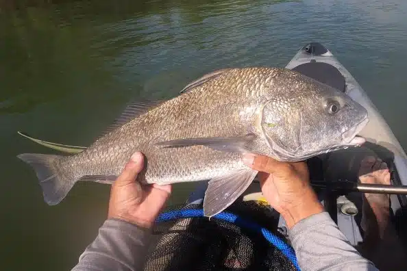 INSHORE-redfish