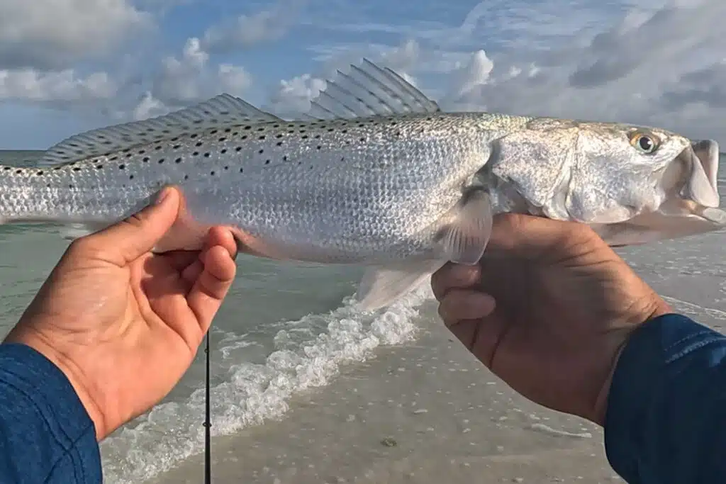 INSHORE-trout