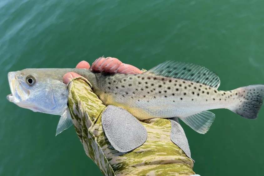 INSHORE-trout
