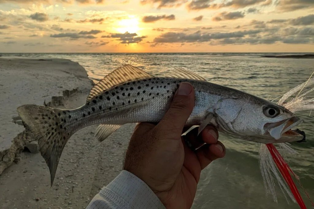 INSHORE-trout4