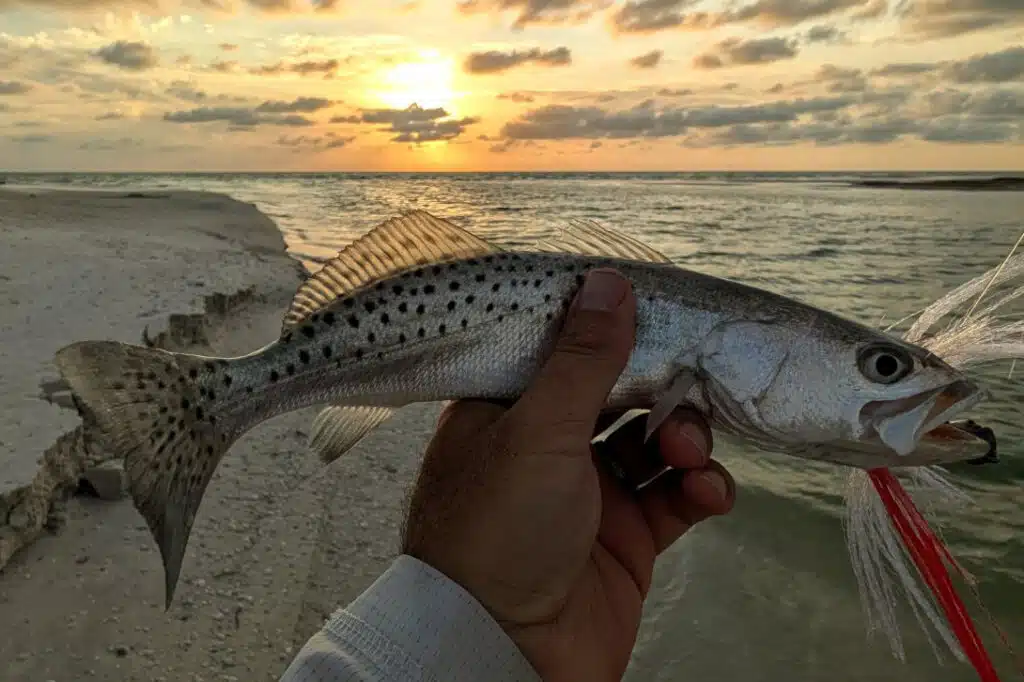 INSHORE-trout4